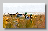 Mallards and snowy shore - painterly